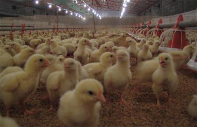 白羽肉鸡养殖技术