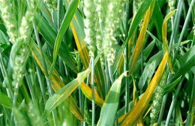 小麦 病虫害 防治