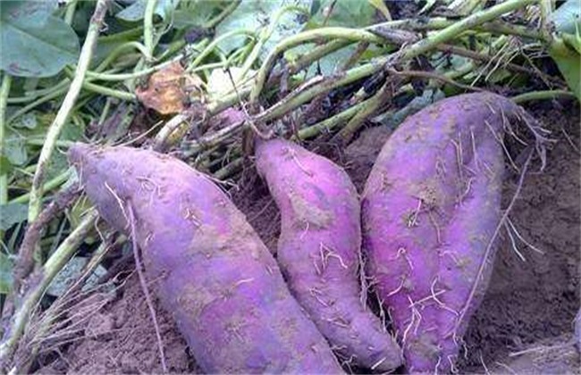 紫薯种植效益如何
