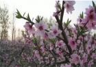 桃树花期可以浇水吗