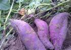 紫薯种植效益如何