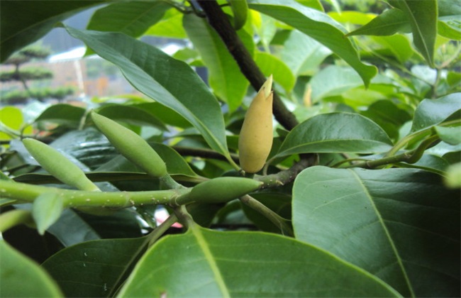 黄桷兰 繁殖 方法