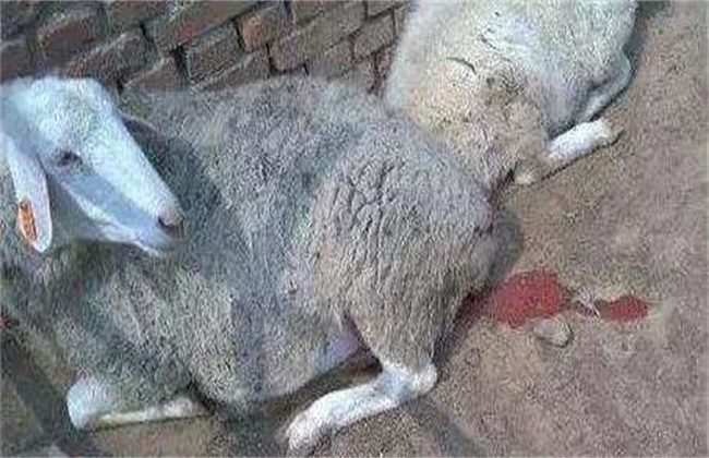母羊 流产 防治措施
