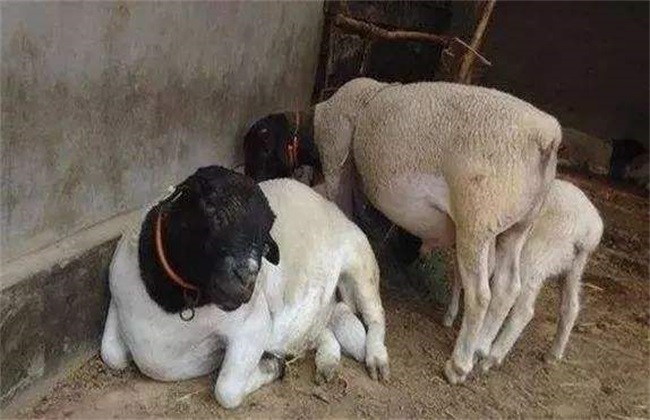 母羊 流产 防治措施