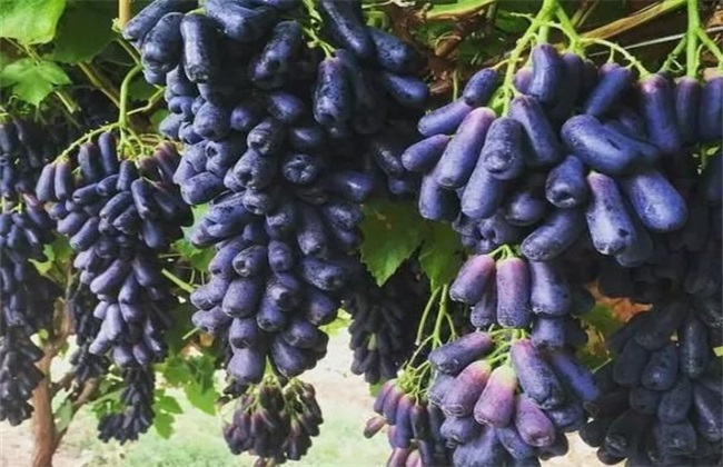 如何提高蓝宝石葡萄的产量