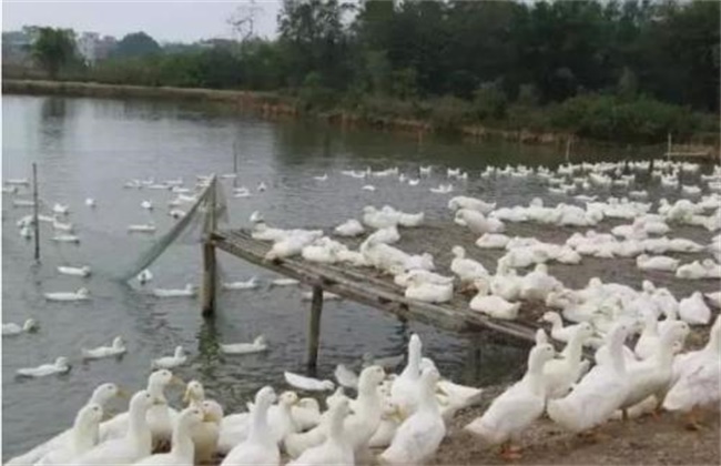 连城白鸭养殖技术