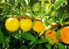 黄桃价格多少钱一斤