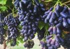 如何提高蓝宝石葡萄的产量