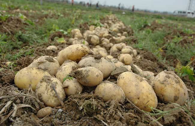怎样提高马铃薯种植效益