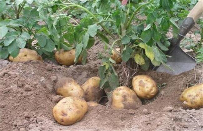 怎样提高 马铃薯 种植效益