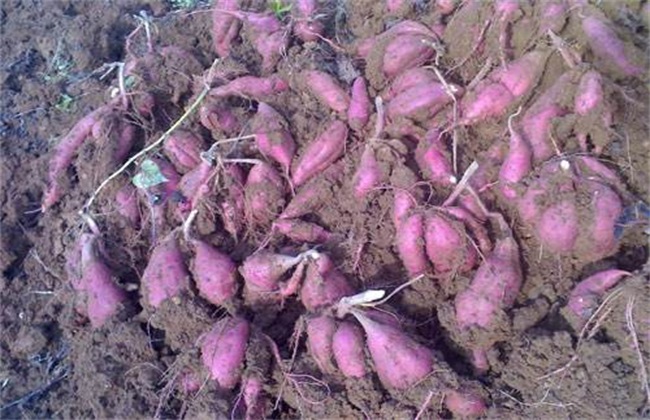 紫薯 育苗 技术
