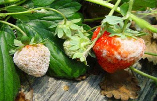 草莓白粉病 症状 防治