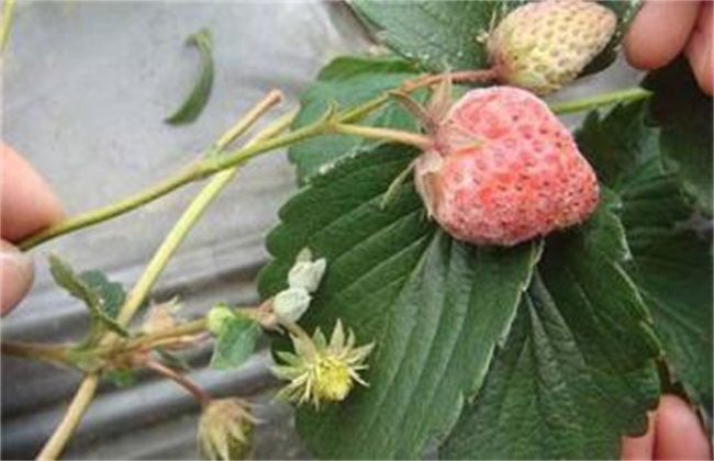 草莓白粉病 症状 防治