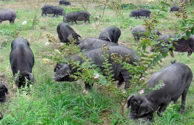10头黑猪养殖成本盈利