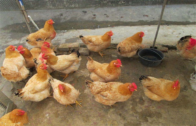 春季蛋鸡 饲养管理 注意事项