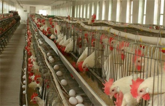 春季蛋鸡 饲养管理 注意事项