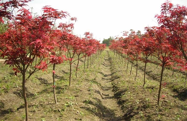 美国红枫种植效益