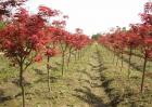 美国红枫种植效益