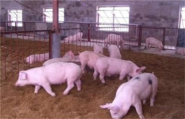 生猪快速育肥需要什么条件