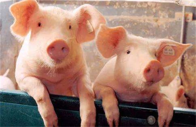 猪群疫苗接种注意事项