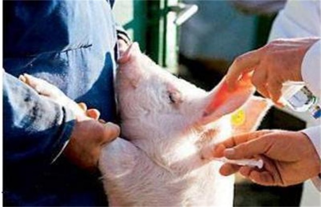 猪群疫苗接种注意事项