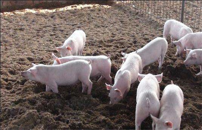 养猪合理分群和并群方法