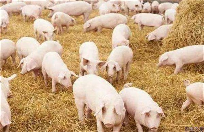 春季如何提高猪群的抵抗力