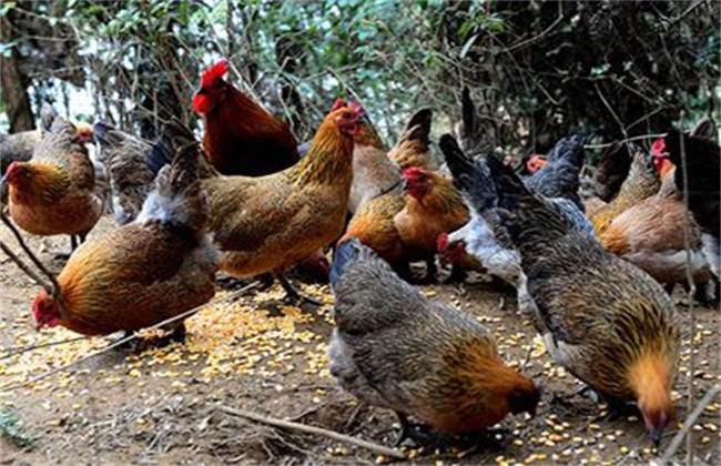 柴鸡养殖利润分析