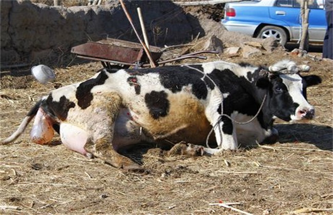 新生犊牛死亡原因及预防措施