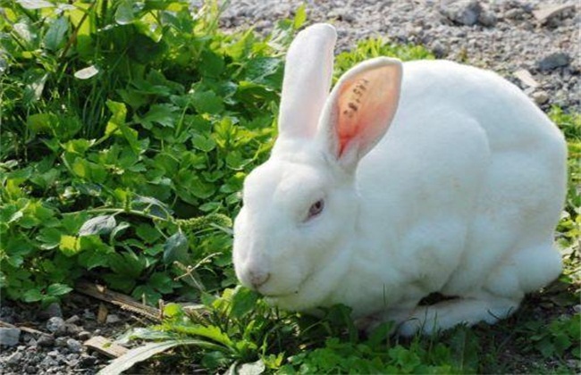 兔子养殖成本与利润分析
