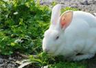 兔子养殖成本与利润分析