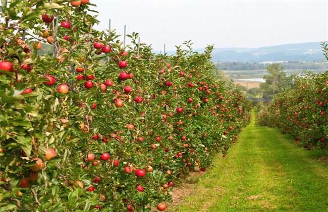 种植10亩苹果一年能赚多少钱