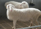 湖羊养殖效益分析