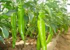 10亩辣椒种植收入多少