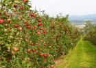 种植10亩苹果一年能赚多少钱