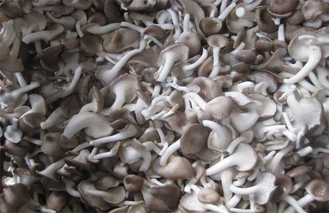 凤尾菇的种植条件