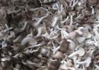 凤尾菇的种植条件