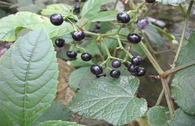 乌蔹莓 栽培技术 日常管理