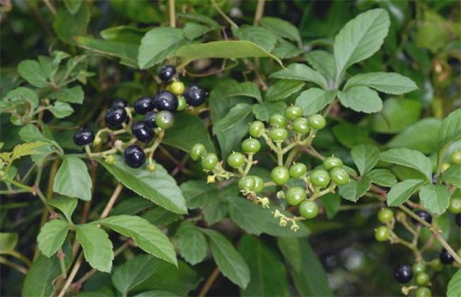 乌蔹莓 栽培技术 日常管理