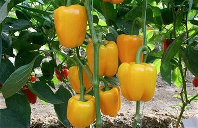 甜椒种植怎么增产