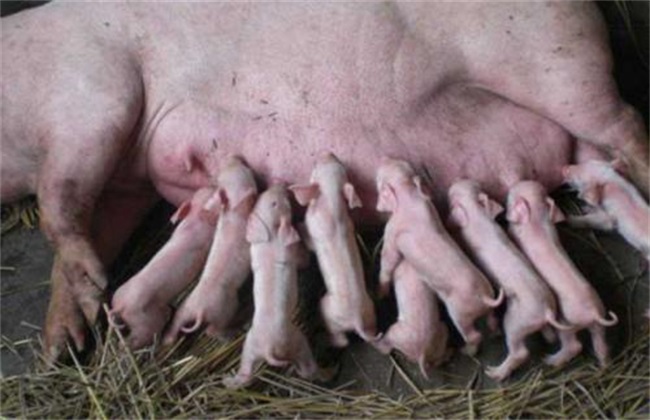 母猪 饲养管理 母猪管理