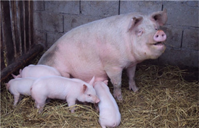 母猪养殖 饲养管理 疾病预防