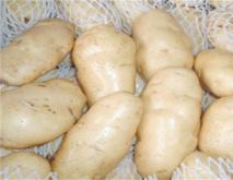 土豆常见的种类与图片介绍