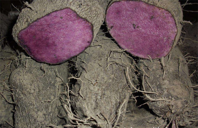 紫山药种植技术