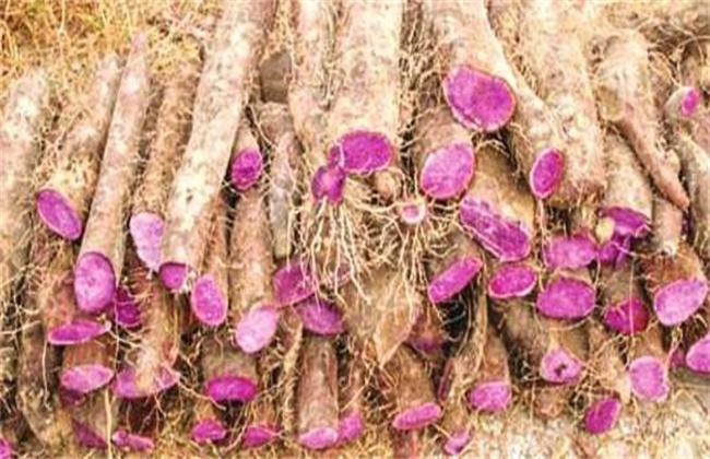 紫山药种植技术