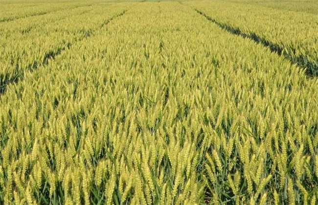种一亩小麦的利润