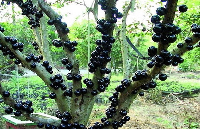 树葡萄种植技术与管理