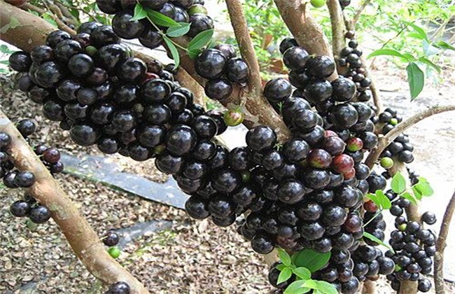 树葡萄种植技术与管理