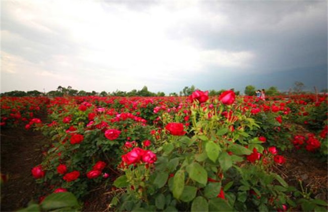 种植一亩玫瑰花的利润