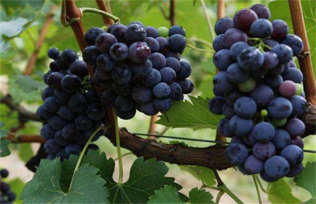 夏黑葡萄种植管理技术